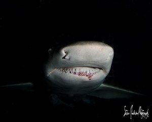 Dark evening at Tiger Beach and lots of Lemon Sharks appe... by Steven Anderson 